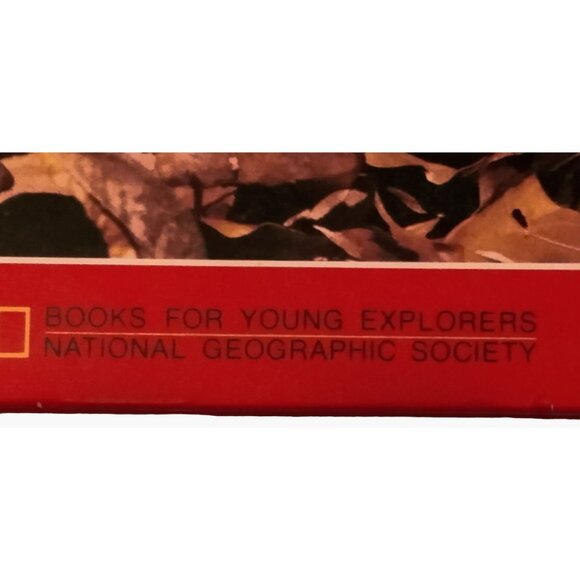 Baby Bears And How They Grow National Geographic Hardcover Book - Picture 3 of 9